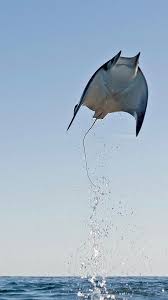 Mary Munk, President of the Walter Munk Foundation for the Oceans, would  like to take a moment today to express her deep gratitude to Terry  Kraszewski @surfangel1 , for her endless friendship