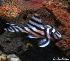 Pet store groomers often have to wear leather gloves for protection. Aquariumfish Net