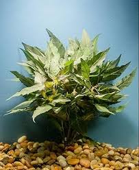 Image result for Hygrophila cataractae