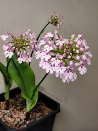 Image result for Cynorkis