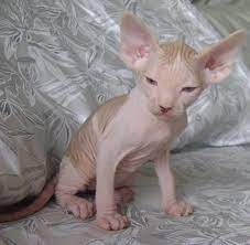 17 Want Ideas Hairless Cat Sphinx Cat Sphynx Cat