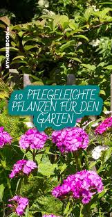 Deutschland liegt leider sehr weit entfernt von den tropen. 10 Pflegeleichte Pflanzen Fur Den Garten Pflegeleichte Pflanzen Garten Pflanzen Pflanzen