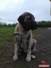 Duman 6 Months From Turkiye Kangal Canine Dogs Animals