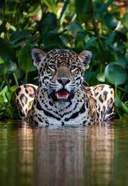 Miguel borja visita los camerinos de jaguares, les compartimos la visita de hoy al camerino de jaguares del delantero cordobés miguel borja. Jaguaress Baby Animals Funny Animals Beautiful Animals Wild