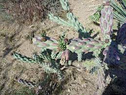 Image result for Opuntia imbricata