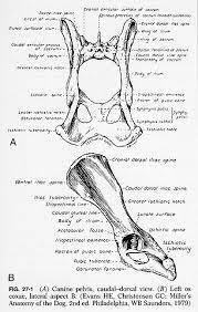 The slice thickness is 2.5 mm. Pin By Stephanie C On Bones For Studying Pelvis Anatomy Anatomy Pelvis