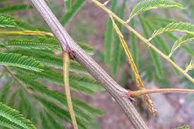 Image result for Acacia angustissima