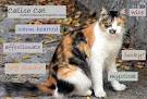 All About the Calico Personality - PetPlace