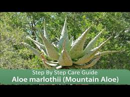 Image result for Aloe marlothii
