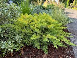 Image result for Sagina abyssinica