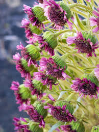 Image result for Microchloa indica