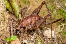 Image result for Pleiocarpa bicarpellata