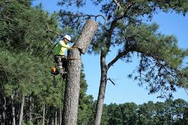 Maybe you would like to learn more about one of these? How To Become A Certified Arborist In Texas