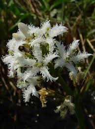 Image result for Menyanthaceae