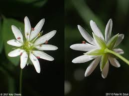 Image result for Stellaria