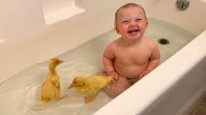 Baby thermometer, baby bath thermometer for infant bath tub swimming pool, floating temperature reminder duck, cute and safe. Ducklings First Bath With Baby Youtube