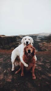 Vsco Vscogalsss Cute Dog Wallpaper Super Cute Puppies Beautiful Dogs