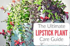 Lipstick black pagoda is also known as aeschynanthus radicans 'black pagoda'. Lipstick Plant Care Guide How To Care For A Lipstick Plant