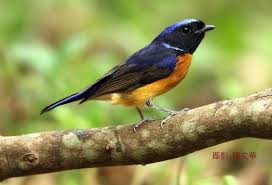 棕腹大仙鶲fujian niltava taiwan wildlife animals photo