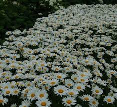 Image result for Erianthemum lanatum