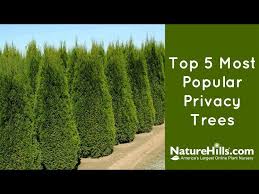 They also catch the snow during a storm and reduce. 5 Best Trees For Privacy That Grow Fast Gardeners Guide