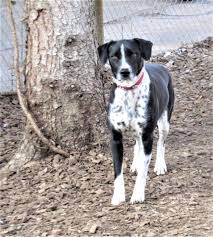 stiftung vergessene hunde die vergessenen hunde von spanien home facebook