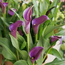 When the calla lily starts to flower, you can increase the feedings to every two weeks. Everything About Growing And Caring Calla Lily Flower Getrather Com