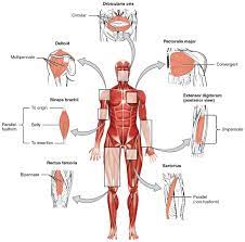 Human Smooth Muscle How Many Smooth Muscles In The Human Body Smooth Muscle Tissue Muscle Anatomy Skeletal Muscle Skeletal Muscle Anatomy