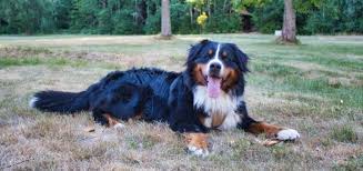 Simple yet effective · tricks worth showing off · beginner & advanced Bernese Mountain Dog Rescue And Adoption Bernese Love