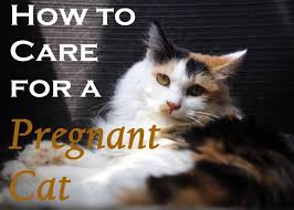 How To Care For A Pregnant Cat Pregnant Cat Cats Pregnant