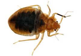 Why You Should Stop Using Sniper Insecticide Indoors - Cleaneat.Ng