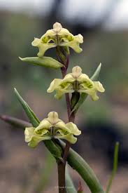 Image result for Disperis