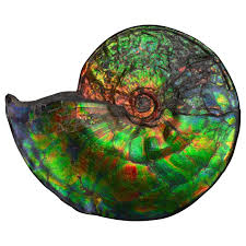 Any of an extinct group of cephalopods of the subclass ammonoidea; Extraordinary Giant Iridescent Ammonite Fossil At 1stdibs