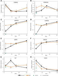 Epstein Barr Virus Nuclear Antigen Ebna Lp Is Essential For