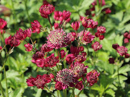 Astrantia `star of fire' astrantia `star of fire' from 8.75. Grosse Sterndolde Star Of Treasure Bestes Stauden Wissen