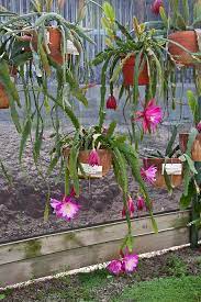 We did not find results for: The Epiphyllum House Will Be San Diego Zoo Safari Park Facebook