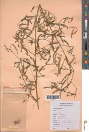 Image result for Aeschynomene tenuirama