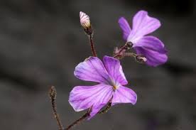 Image result for Dolichos kilimandscharicus