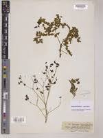 Image result for Euphorbia schimperiana