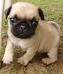 Pug Puppy Hypoallergenic Dog Breed Pug Breed Hypoallergenic Dogs