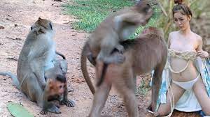 Big Monkey Try To Catch Baby Monkey Baby Monkey Playing Life Of Baby M Baby Monkey Monkey Life