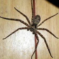 Big Black Bug With White Stripes Scary Japanese Insects Are Our Friends Japan Probe Cool Insects Scary Bugs Spiders Scary