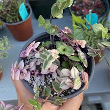 Thank you for the explanation! Callisia Repens Bianca