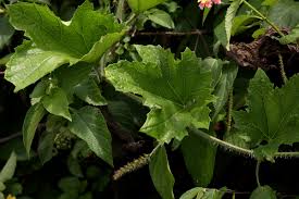 Image result for Lagenaria sphaerica