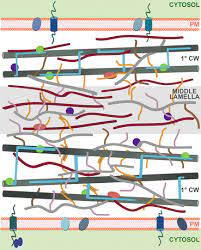 Check spelling or type a new query. Hitting The Wall Plant Cell Walls During Botrytis Cinerea Infections Springerlink