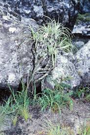 Image result for Xerophyta argentea