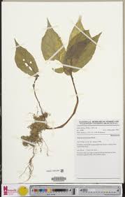 Image result for Begonia macrocarpa