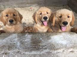 Find golden retrievers for sale in manchester, nh on oodle classifieds. Akc Golden Pups Golden Retriever Puppies New Hampshire
