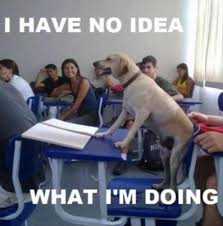 26 I Have No Idea What I M Doing Funny Pictures Funny Animals Funny