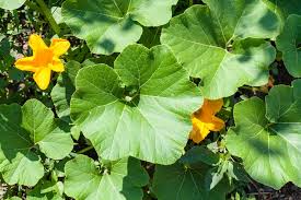 We did not find results for: Squash Leaves Everything You Probably Didn T Know